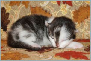 Male Siberian Kitten from Deedlebug Siberians